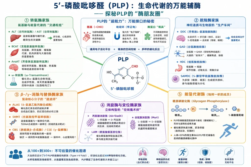plp参与哪些酶催化反应